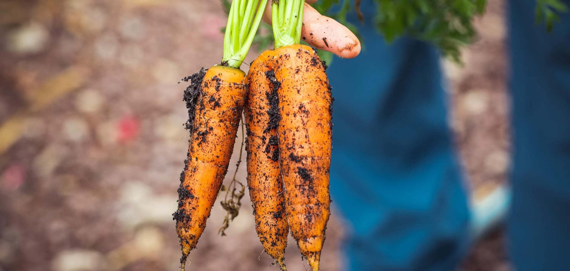 Agricultura sostenible